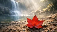 ภูกระดึงใบเมเปิลแดงช่วงไหน เช็กไทม์ไลน์ก่วมแดงสวยสุด 10–15 วัน