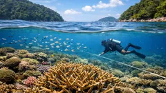 แนวปะการังอ่าวสุเทพ หมู่เกาะสุรินทร์ฟื้นตัวดีมาก สำรวจแล้วเจออะไรบ้าง