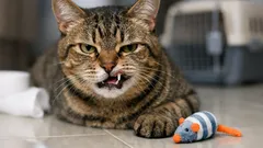 แมวชนแล้วฟันเขี้ยวหลุด ควรทำอะไรทันทีและเมื่อไหร่ต้องพาไปหาหมอ