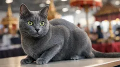 รู้จักแมวโคราชแท้ดูตรงไหน สรุปมาตรฐานสีสวาดที่กรรมการใช้ตัดสิน